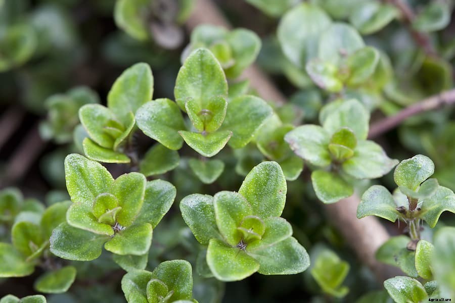 How to Grow Thyme