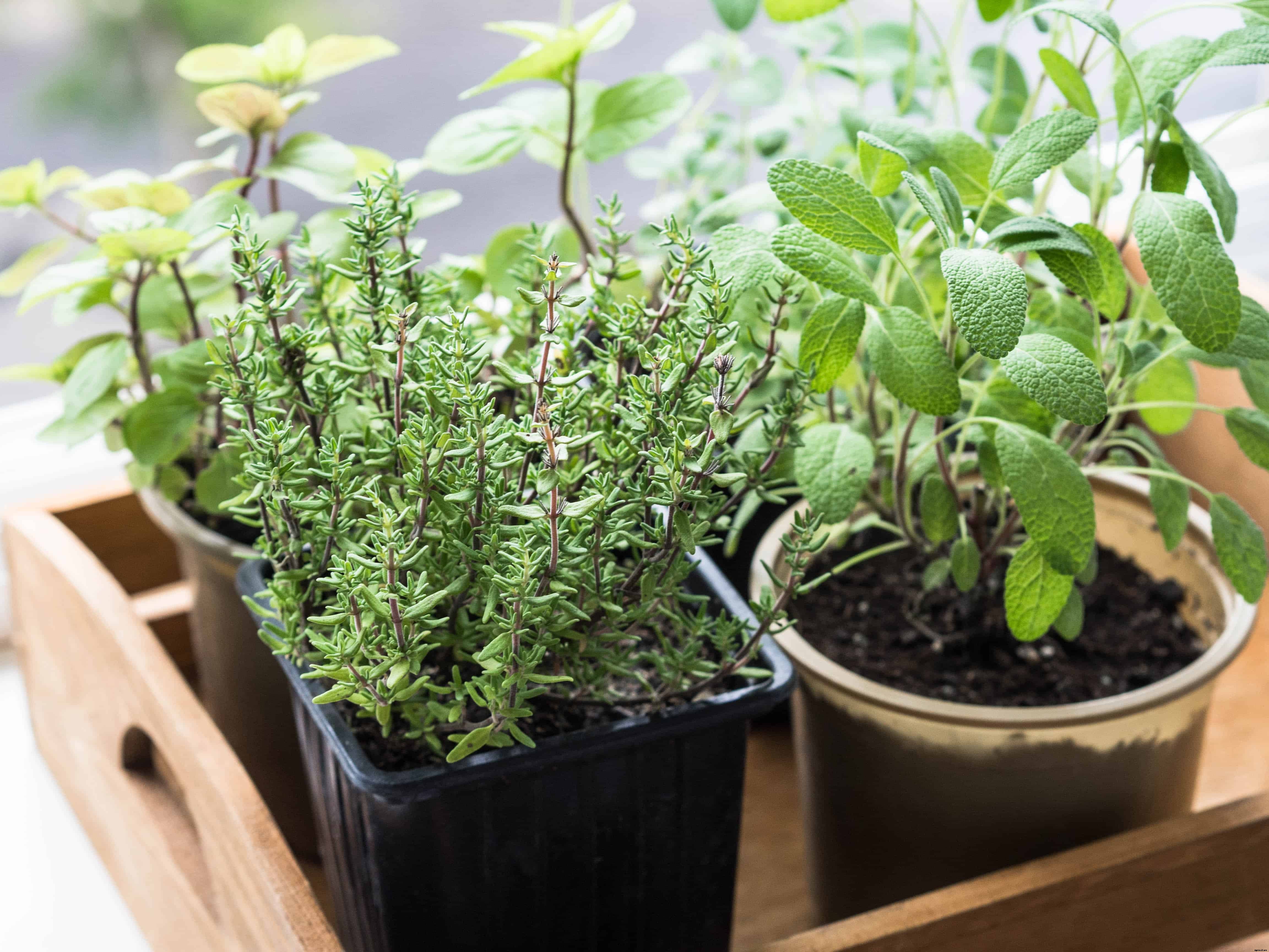 How to Grow Thyme