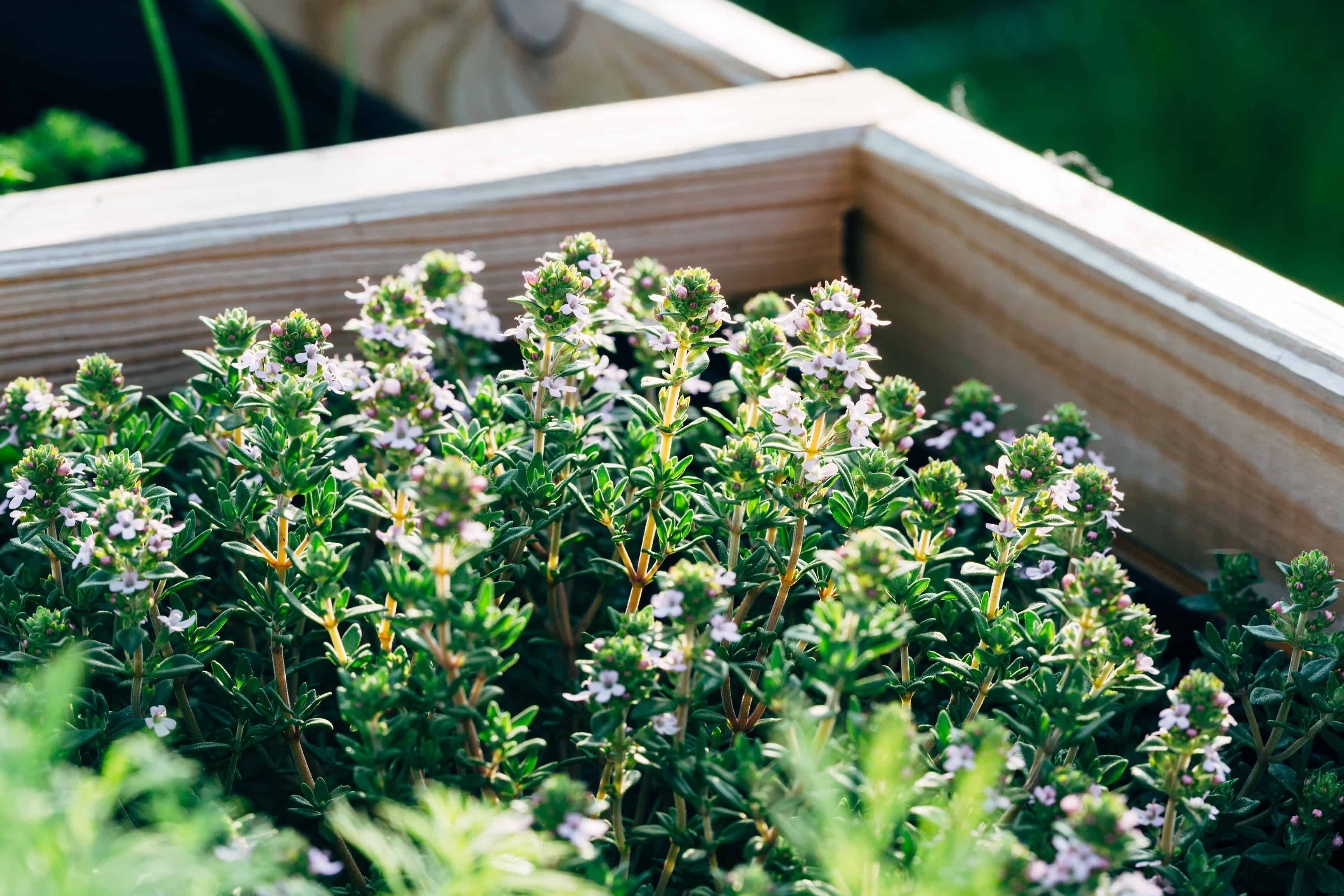 How to Grow Thyme
