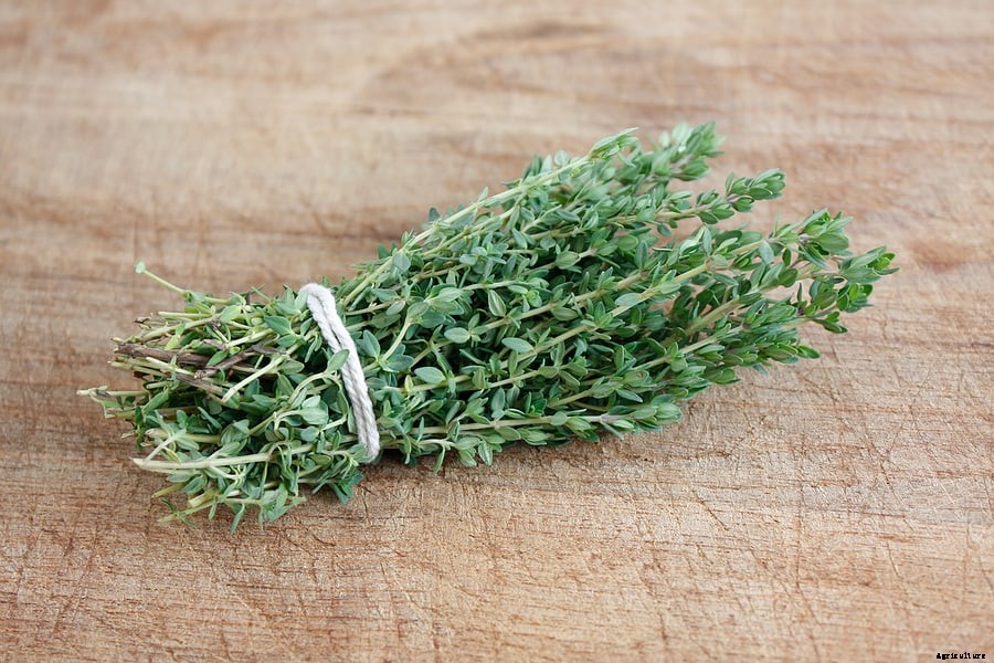 How to Grow Thyme