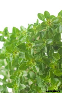 How to Grow Thyme