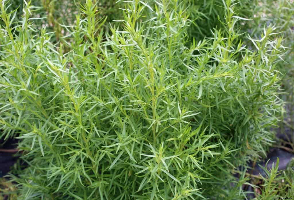 How to Grow French Tarragon