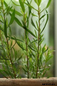 How to Grow French Tarragon
