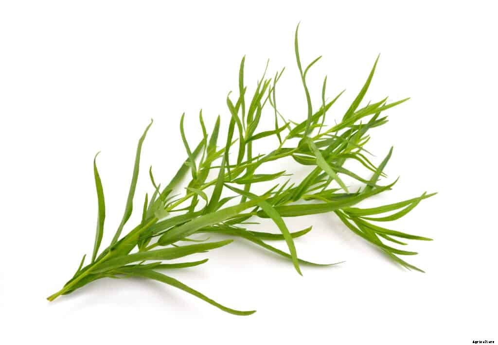 How to Grow French Tarragon