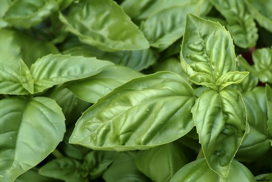 How to Grow Basil