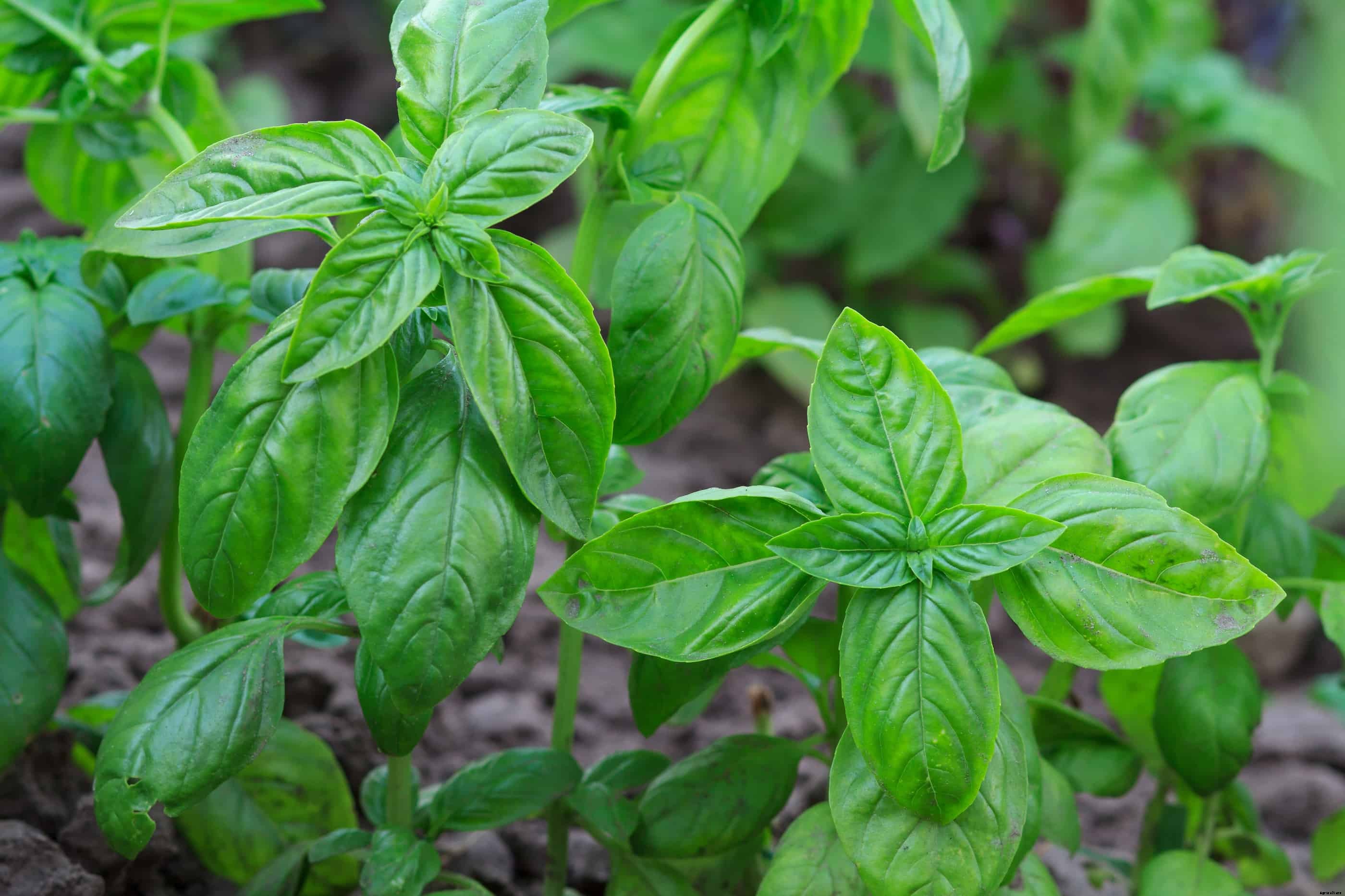 How to Grow Basil