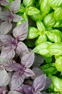 How to Grow Basil