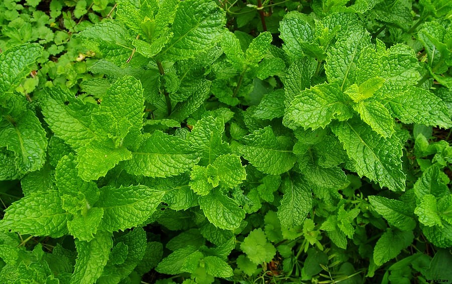 How to Grow Mint