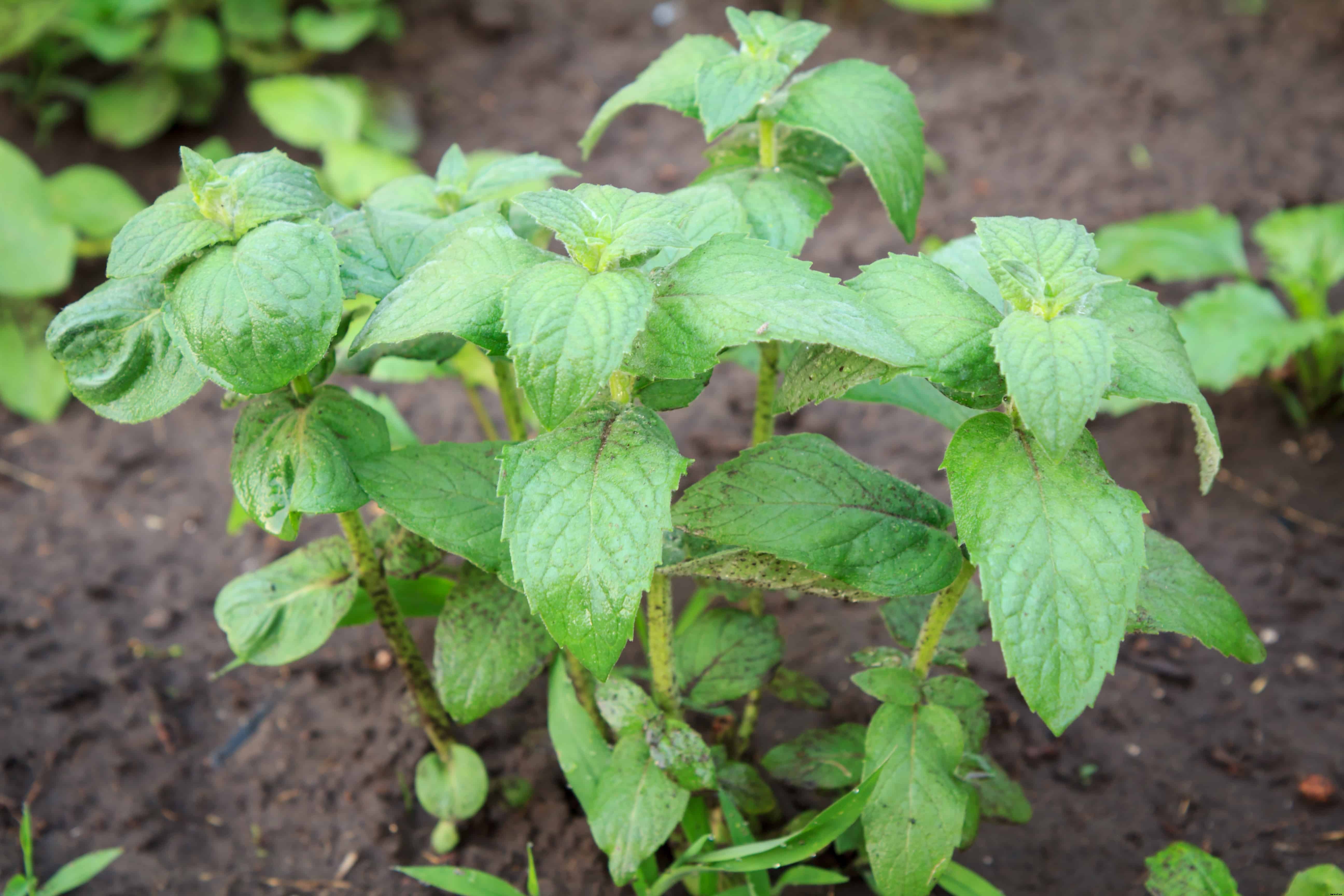How to Grow Mint