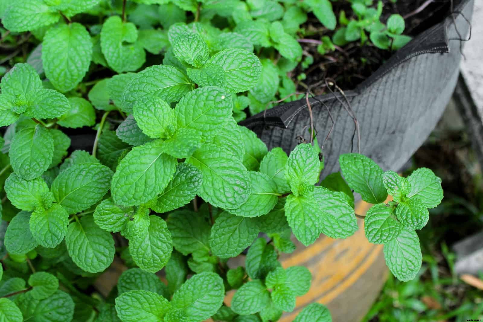 How to Grow Mint