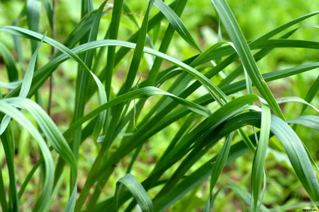 How to Grow Chives