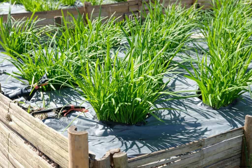 How to Grow Chives