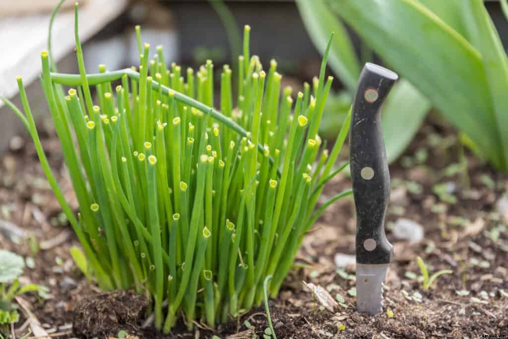 How to Grow Chives