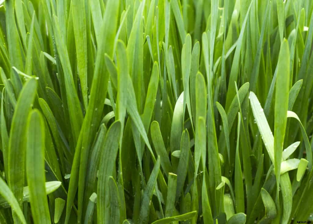 How to Grow Chives