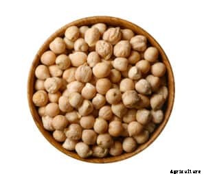 How to Grow Chickpeas, Garbanzo Beans