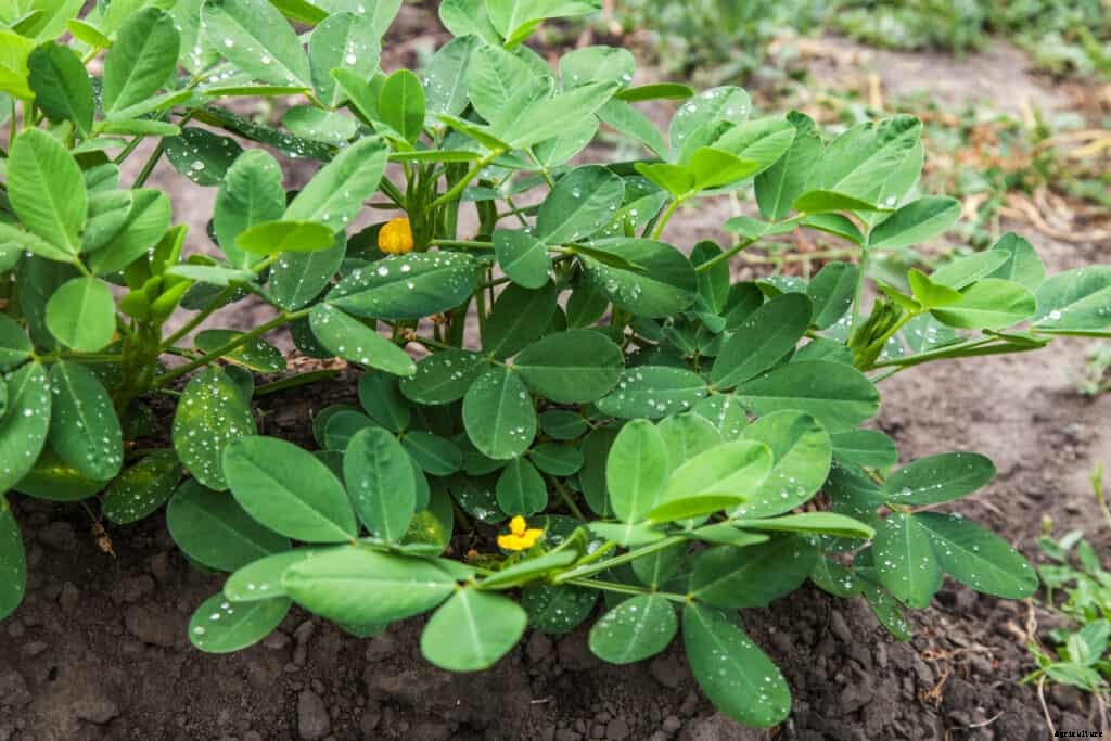 How to Grow Peanuts