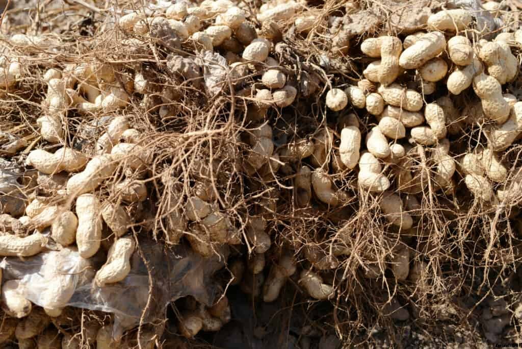 How to Grow Peanuts