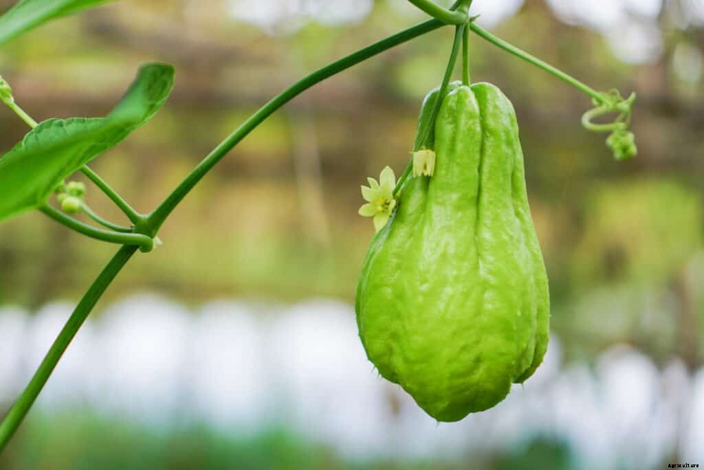 How to Grow Chayote