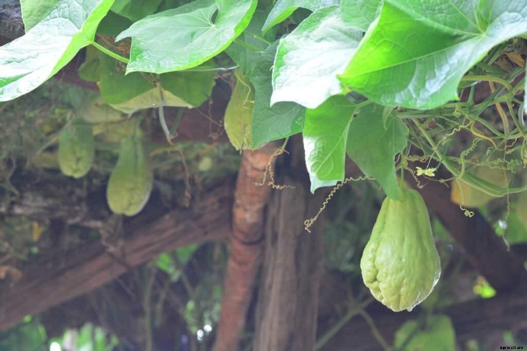 How to Grow Chayote