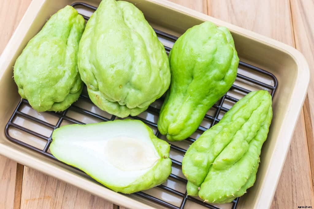 How to Grow Chayote