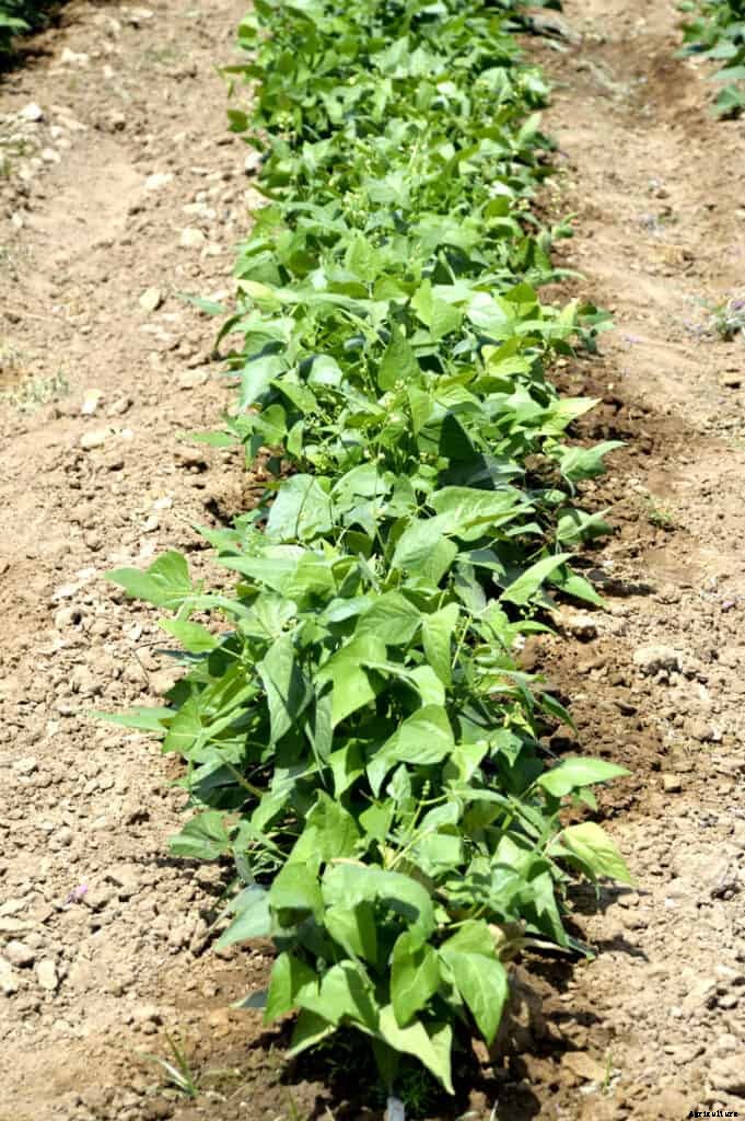 How to Grow Lima Beans