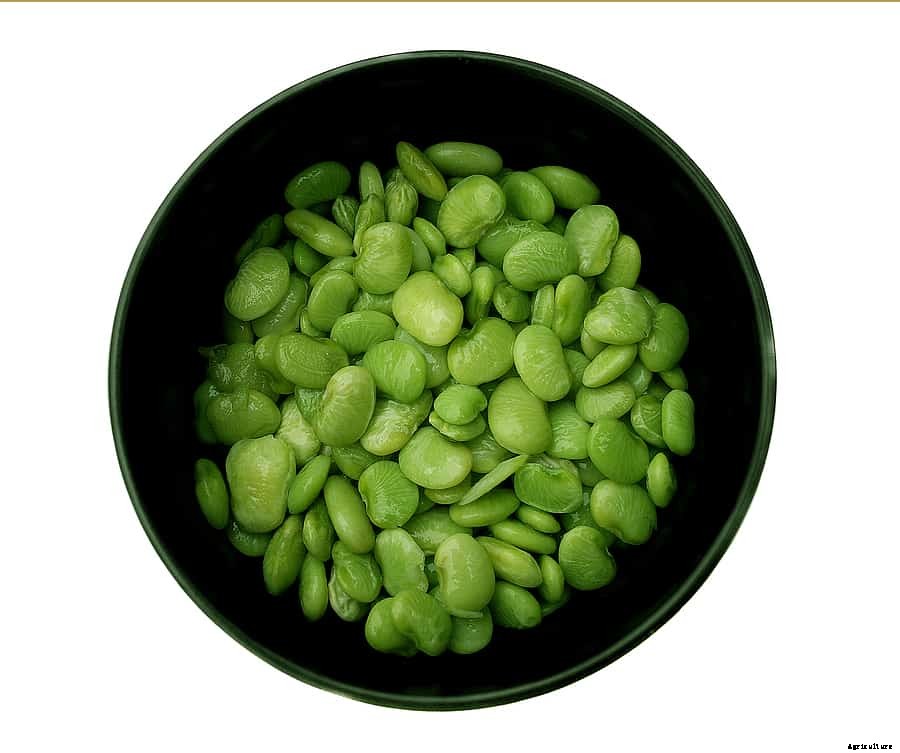 How to Grow Lima Beans