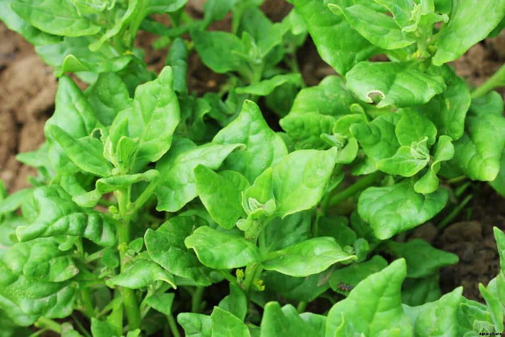 How to Grow New Zealand Spinach
