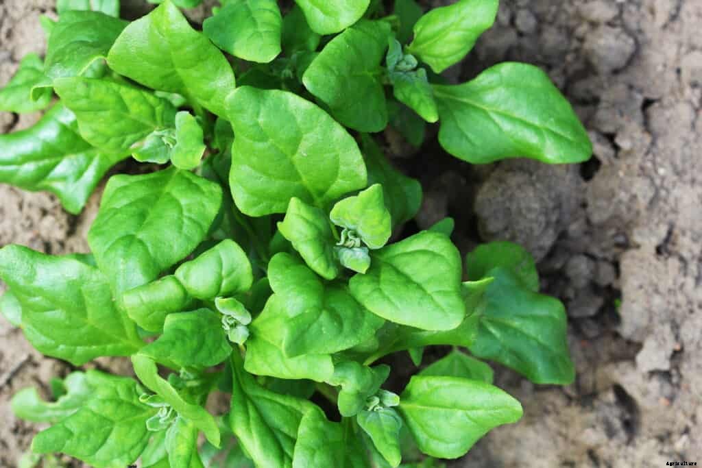 How to Grow New Zealand Spinach