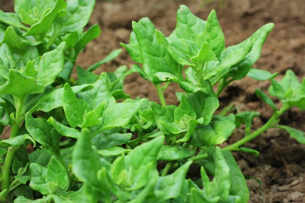 How to Grow New Zealand Spinach