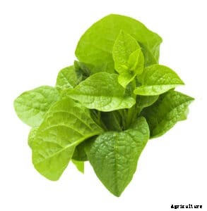 How to Grow New Zealand Spinach