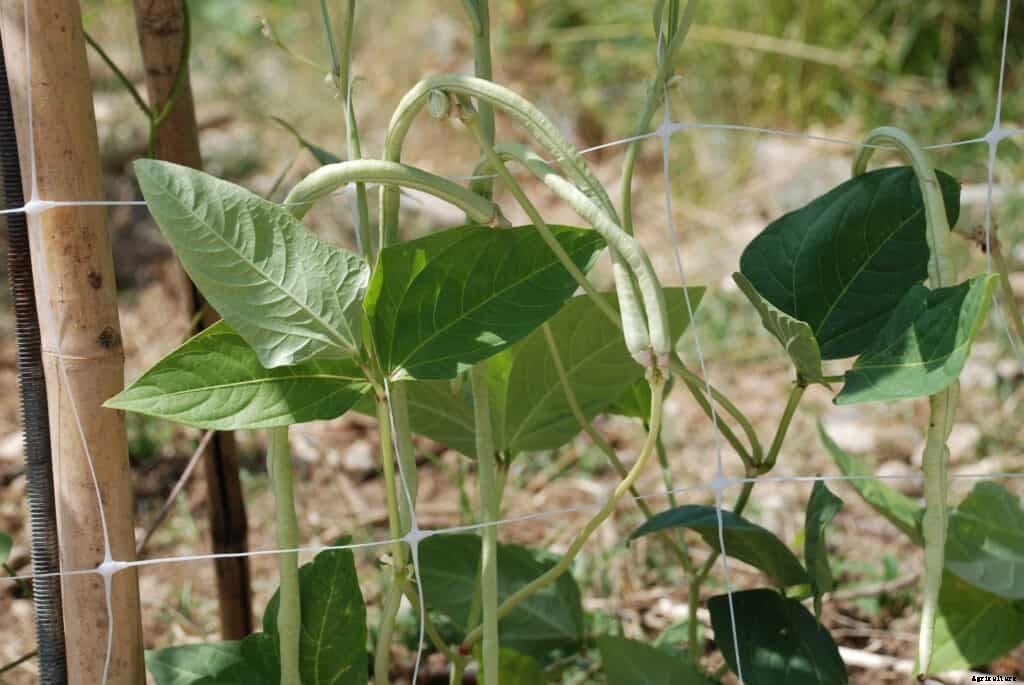How to Grow Southern Peas
