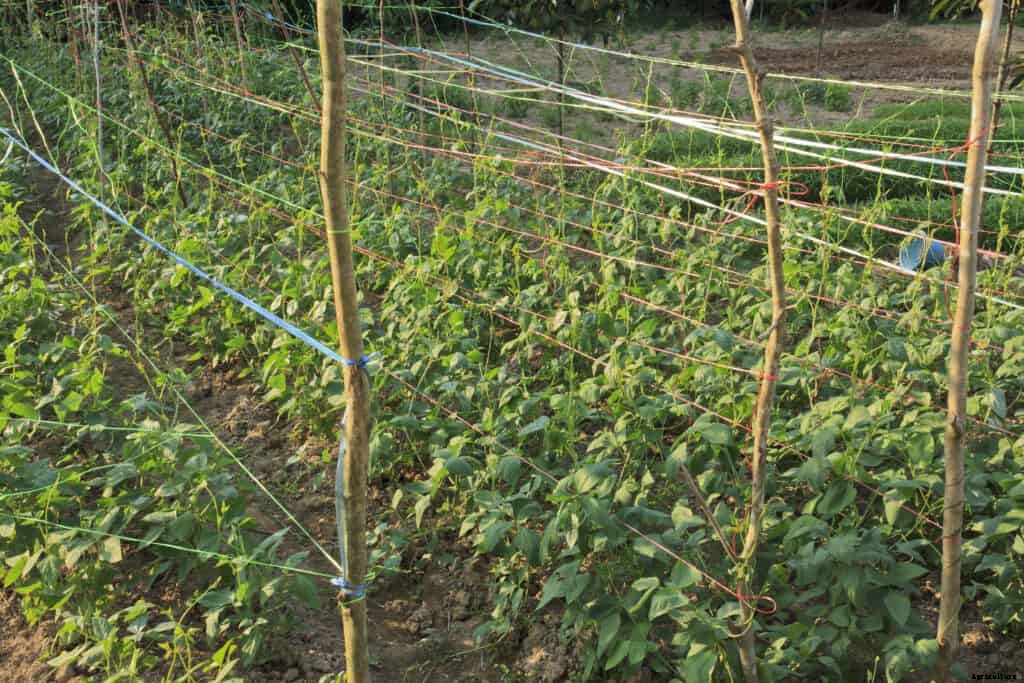 How to Grow Southern Peas