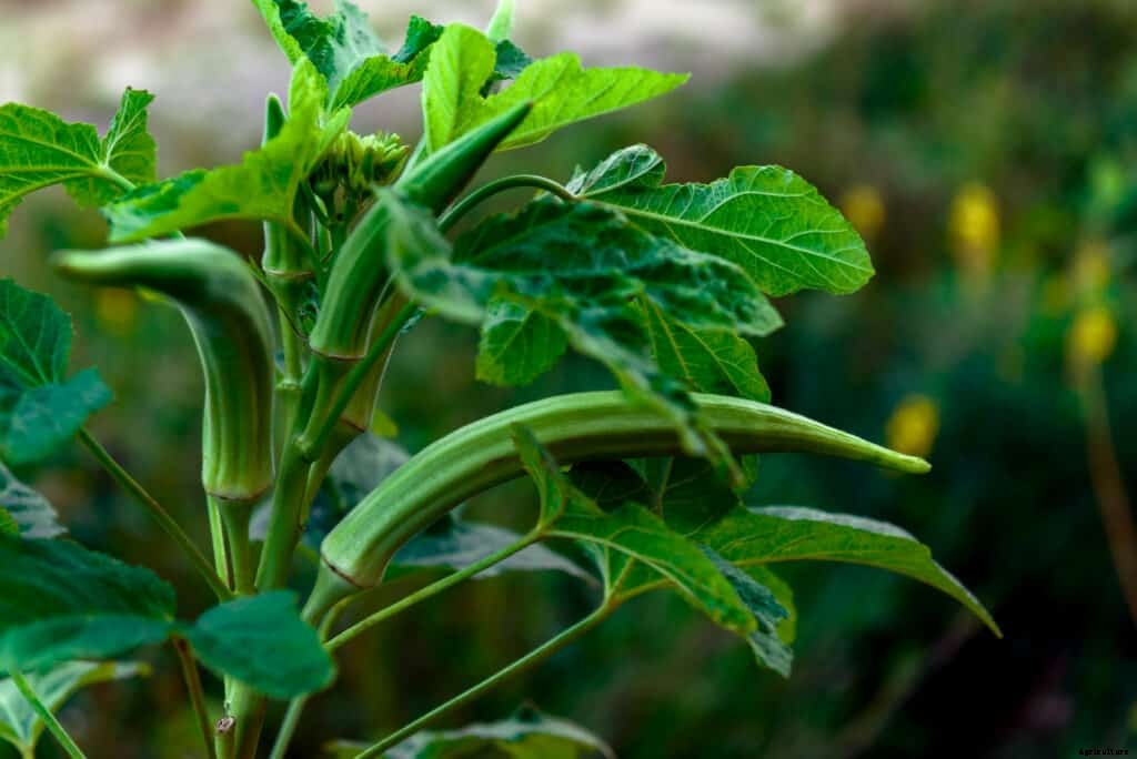 How to Grow Okra