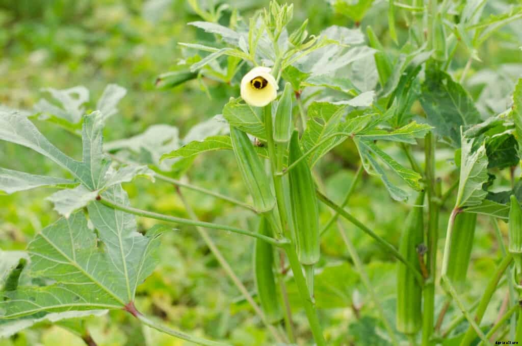 How to Grow Okra