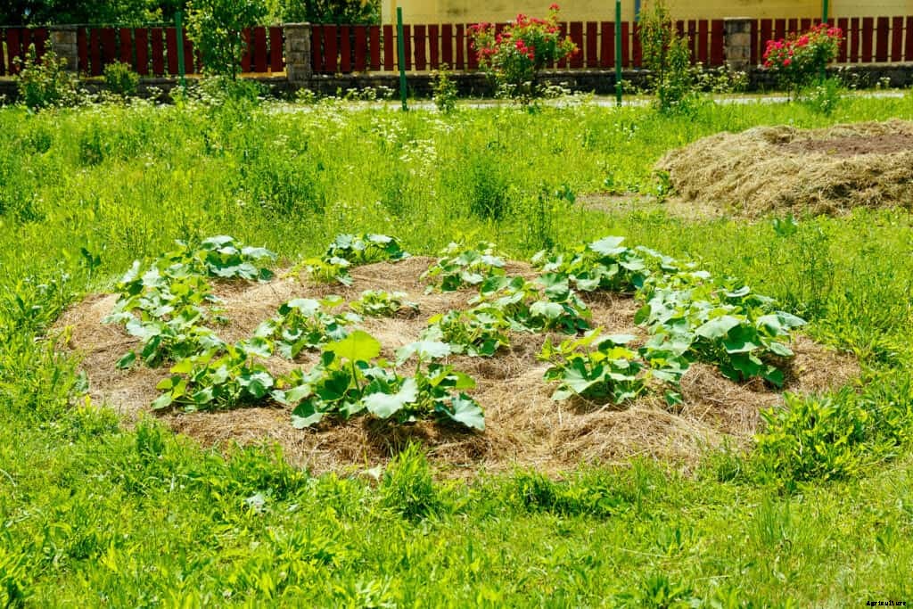 How to Grow Pumpkins