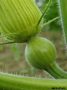 How to Grow Pumpkins