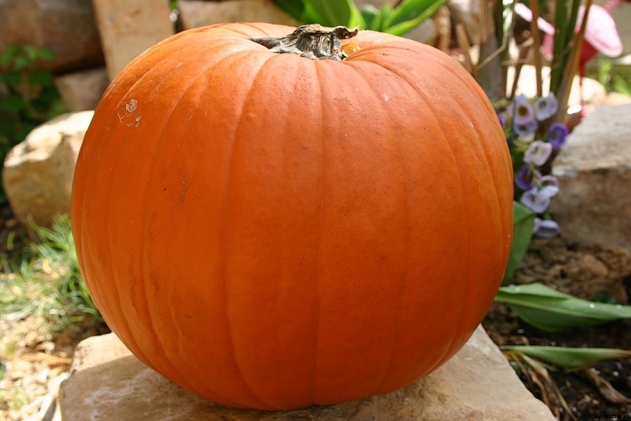 How to Grow Pumpkins