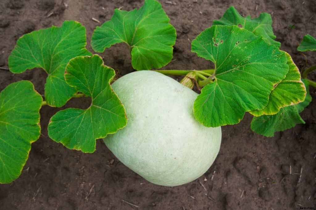 How to Grow Pumpkins