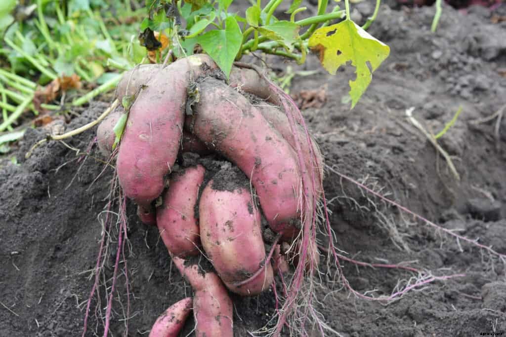 How to Grow Sweet Potatoes