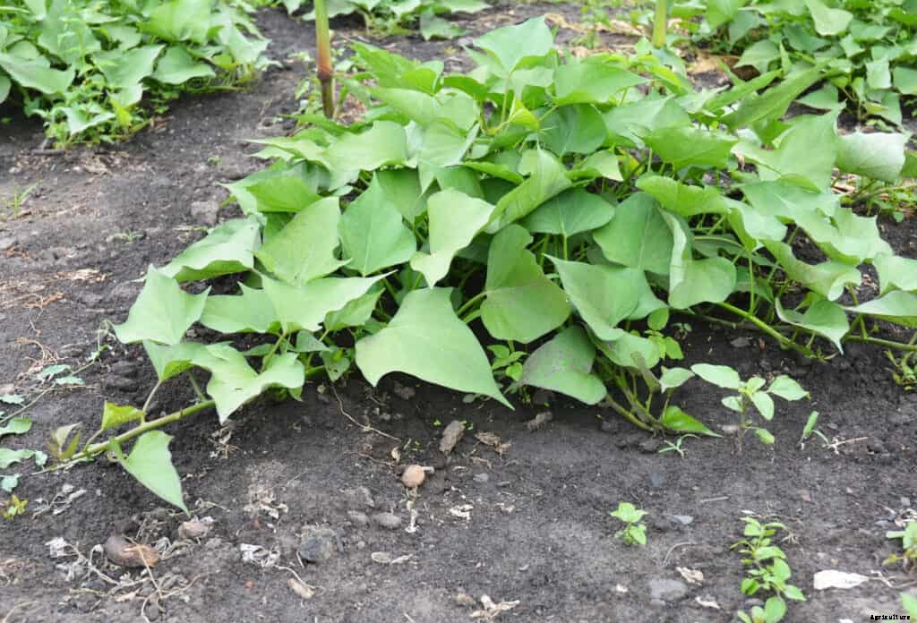 How to Grow Sweet Potatoes