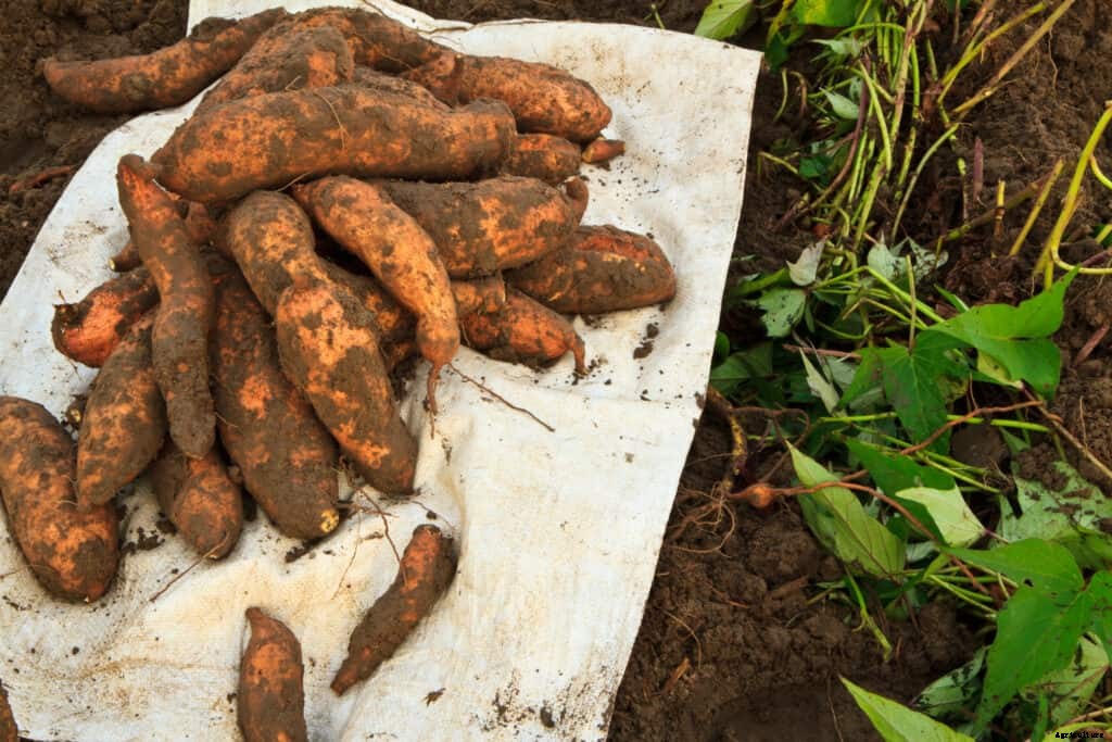 How to Grow Sweet Potatoes