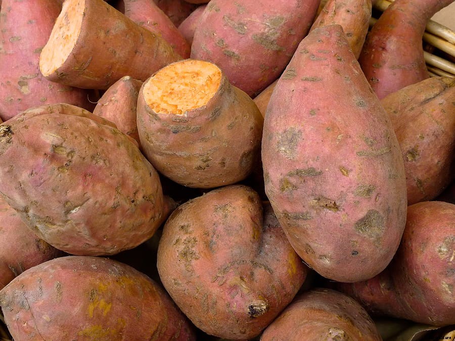 How to Grow Sweet Potatoes