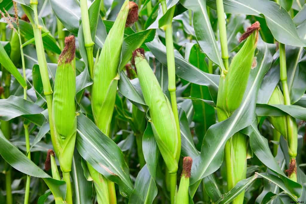 How to Grow Corn