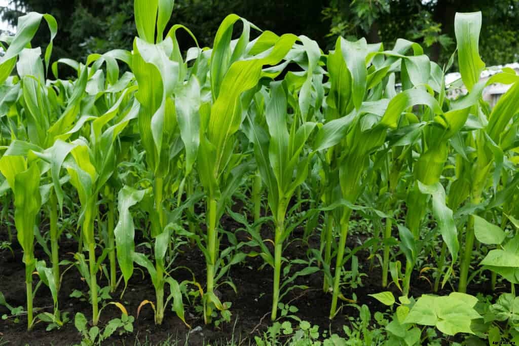 How to Grow Corn