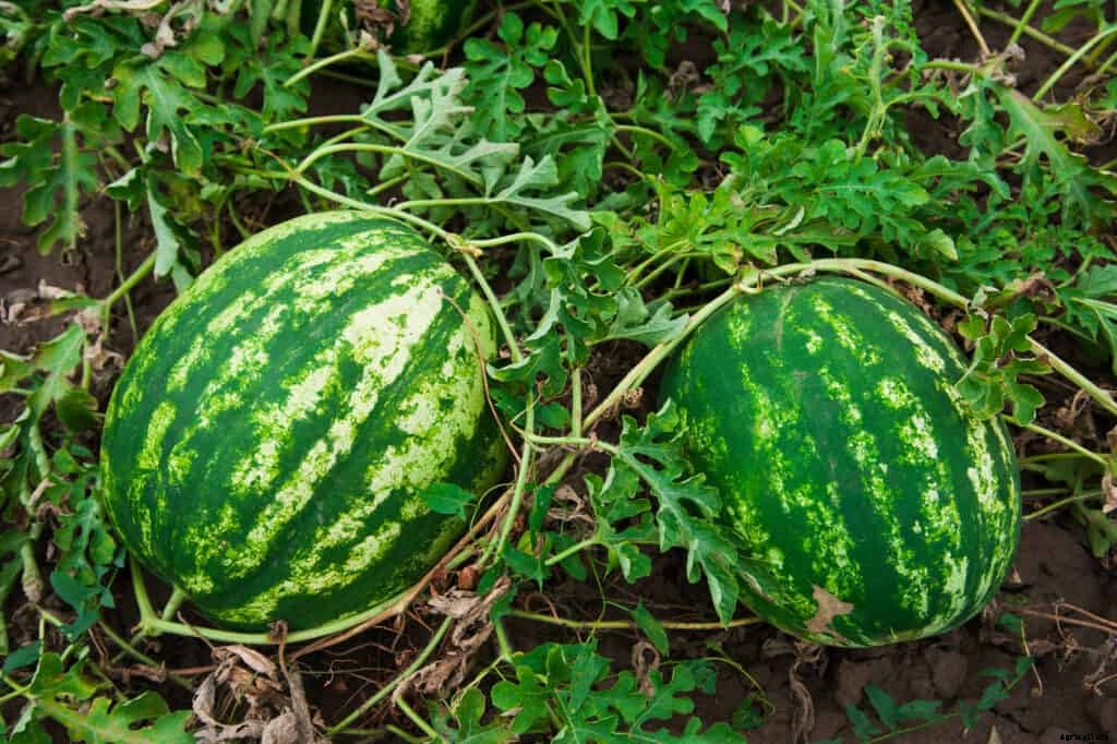 How to Grow Watermelons
