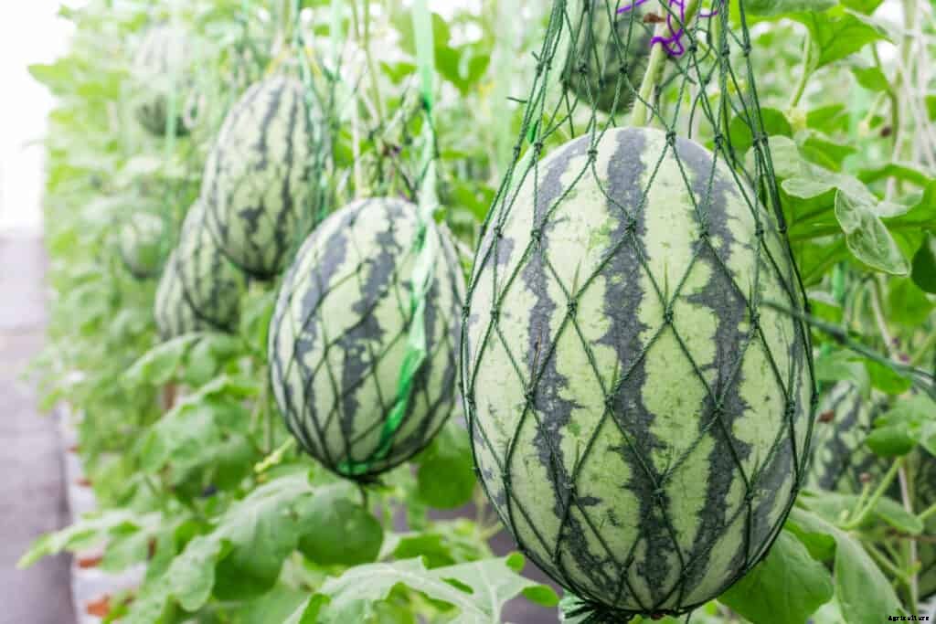 How to Grow Watermelons