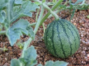 How to Grow Watermelons