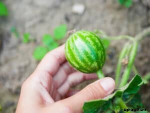 How to Grow Watermelons