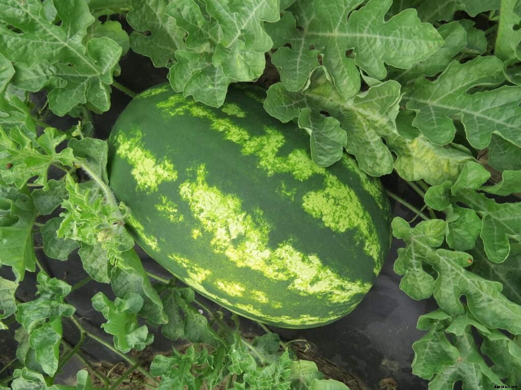 How to Grow Watermelons