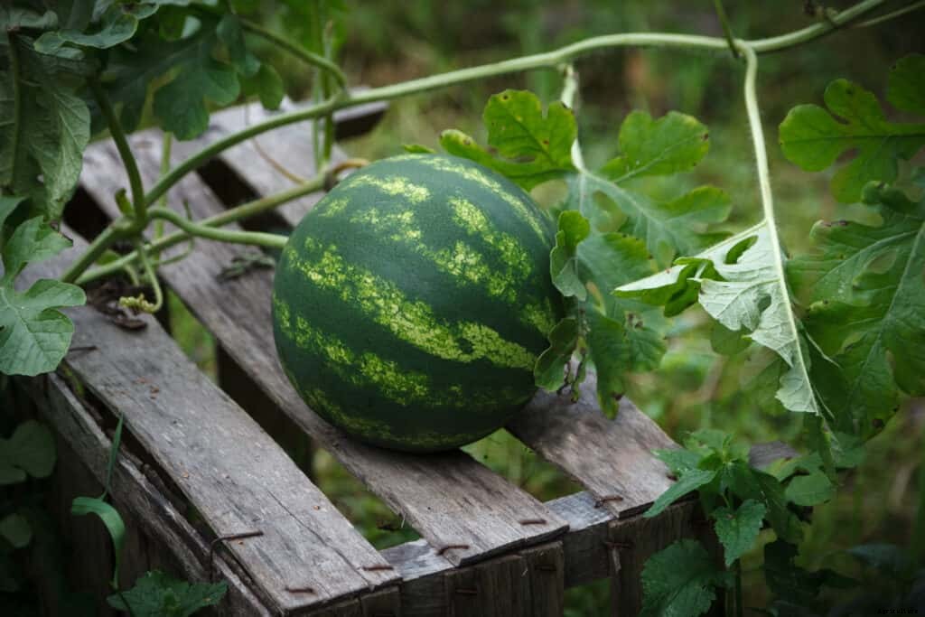 How to Grow Watermelons